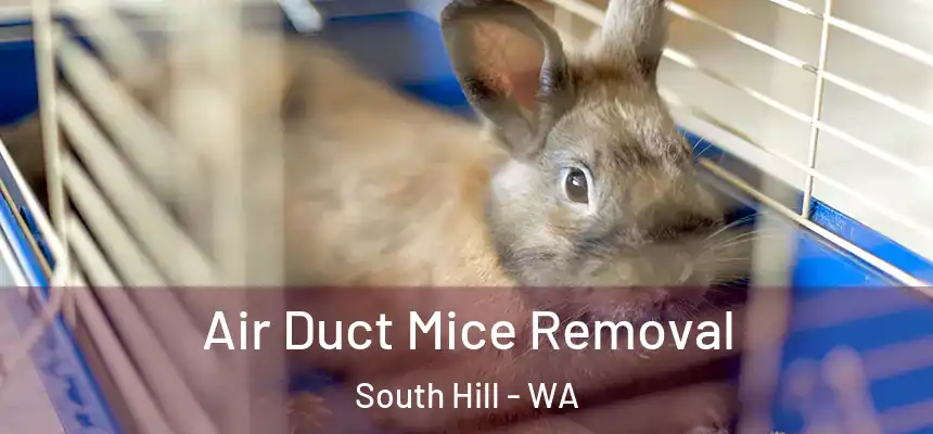 Air Duct Mice Removal South Hill - WA